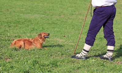 perro pastor país vasco 2604-f16