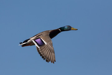 Obraz premium Flying male mallard (Anas platyrhynchos), Camargue, France