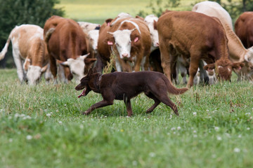 Sheepdog with cows