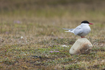 Arctic Tern standing near her nest protecting her egg from preda