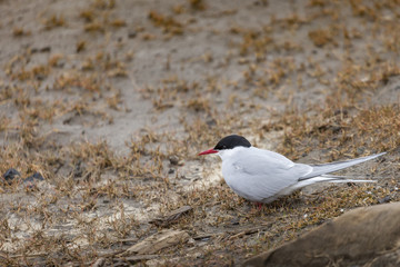 Arctic Tern standing near her nest protecting her egg from preda
