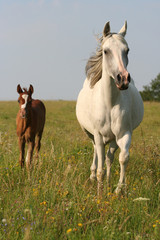 Mare with foal running on meadow