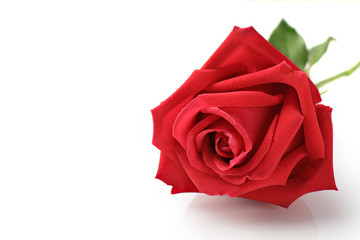 Close Up of Rose isolated on white background.