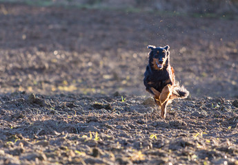 Beautiful hovawart black dog running