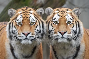 Papier Peint photo Lavable Tigre Amur tiger (Panthera tigris altaica)