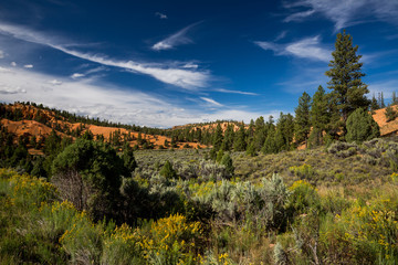 Fototapeta na wymiar Dixie National Forest - Red Canyon, Utah