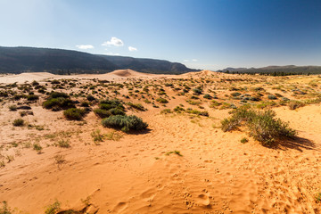 Coral Pink Sand Dunes