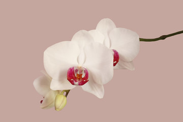 Fototapeta na wymiar White orchid on a pink background. Isolated 