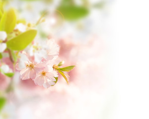 Spring border background with pink blossom