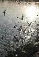 Möwen am Starnberger See bei Sonnenuntergang