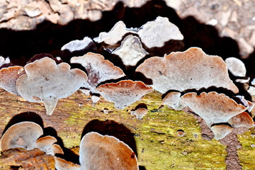 Auricularia auricula-judae or Jew's ear fungus on an old tree