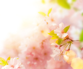 Spring border background with pink blossom