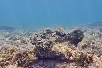 Naklejka na ściany i meble Mediterranean reefs closeup, underwater scene