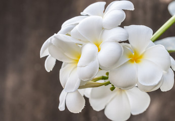 Naklejka na ściany i meble Bouquet of white frangipani (plumeria).