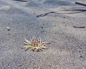 sea anemone closeup on sandy sea bed