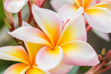 beautiful frangipani (plumeria).