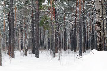The mixed wood in winter time.