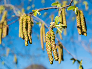 Hop Hornbeam catkins