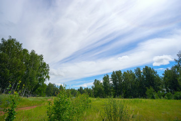Fototapeta premium Long streaks of clouds in sky above the forest .