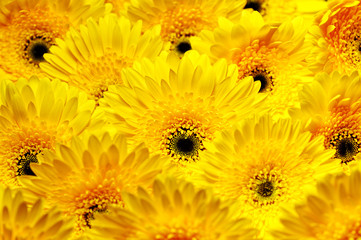 photo of yellow gerberas, macro photography and flowers background 