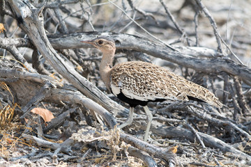 Red Crested Korhaan
