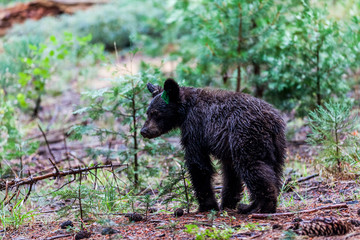 Bear in Sequoia National Park, California