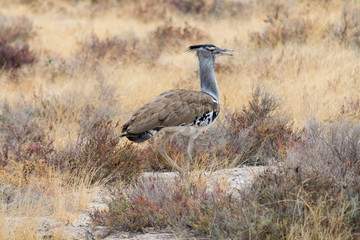 Kori Bustard in grassland