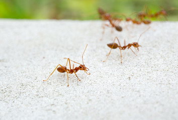 red ants on the ground.