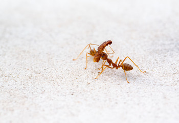 Ant lifting of large pieces.
