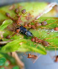Ants eating beetle.