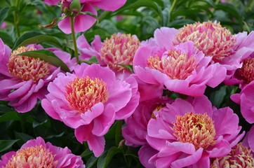 Beautiful peony flowers in the garden 