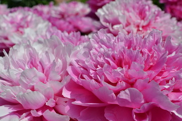 Beautiful peony flowers in the garden 