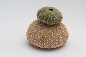 Colored sea urchins isolated on a white background