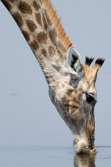 Portrait of a drinking Giraffe at natural waterhole