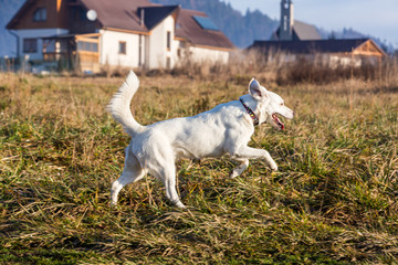 White shelter dog.