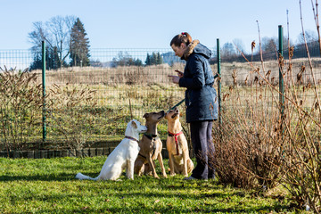 Woman instructing dogs outside