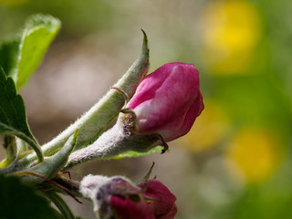 Apple bud