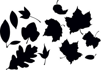 leaf set