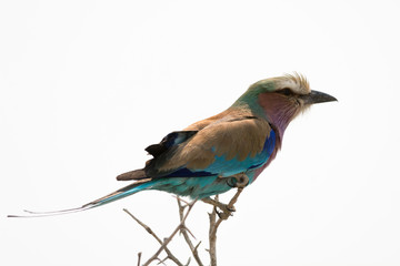 Lilac breasted Roller on top of a tree