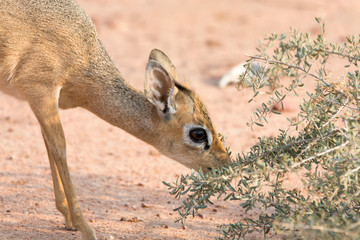 Damara Dik-Dik eating leaves