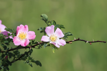 flowering branch of dog-rose fragrant in the spring