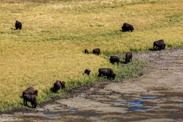 Bisons in Yellowstone National Park