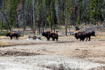 Bisons in Yellowstone National Park
