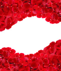 beautiful red rose petals background