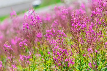 Fluffy pink fireweed flowers
