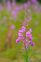 Rosebay Willowherb single Spike in meadow