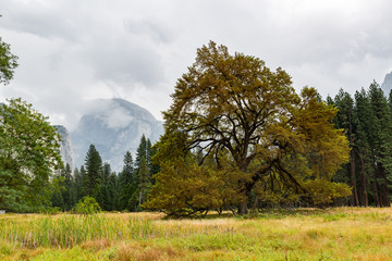 Tree in Yosemite National Park, California