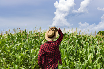 Farmer with hat looking the corn plantation field