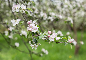 apple blossoms in spring on green background
