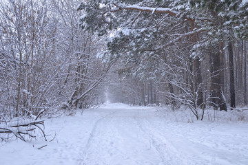 Заснеженная дорога в лесу © arina_c